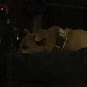 Meet your Posher, Donna